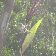 Conirostrum cinereum