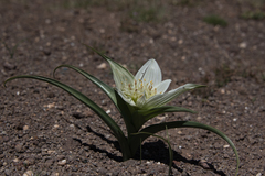 Colchicum striatum