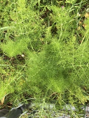 Foeniculum