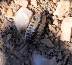 Porcellio ornatus