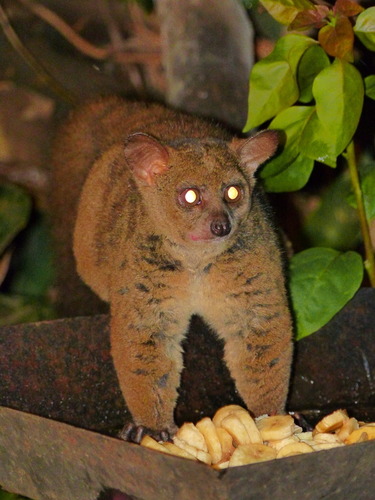 Otolemur garnettii