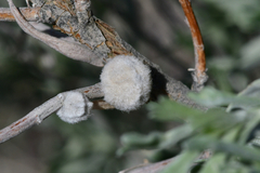 Rhopalomyia nucula