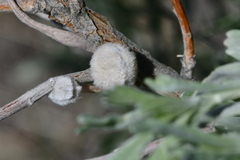 Rhopalomyia nucula