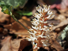 Pachysandra procumbens
