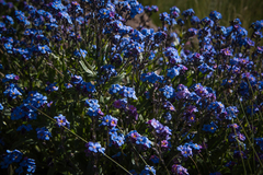 Myosotis semiamplexicaulis