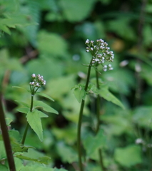 Valeriana flaccidissima