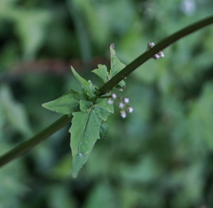 Valeriana flaccidissima
