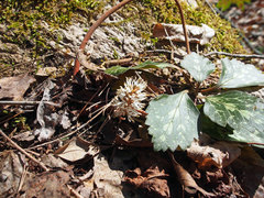 Pachysandra procumbens