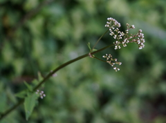 Valeriana flaccidissima