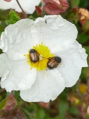 Chasmatopterus