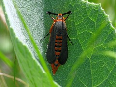 Eichlinia grande