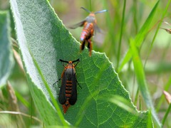 Eichlinia grande