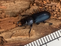 Platycerus oregonensis