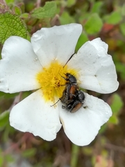 Chasmatopterus
