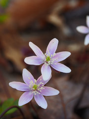 Hepatica acutiloba