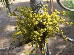 Arceuthobium americanum