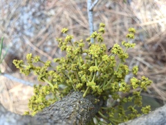 Arceuthobium americanum