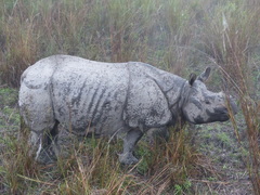 Rhinoceros unicornis