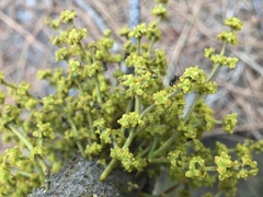 Arceuthobium americanum