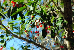 Citharexylum montevidense