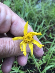 Arnica acaulis