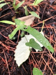 Endodeca serpentaria