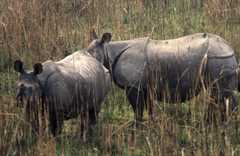 Rhinoceros unicornis