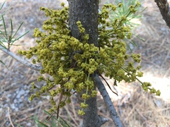 Arceuthobium americanum