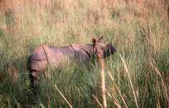 Rhinoceros unicornis