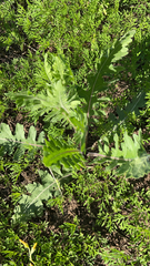 Engelmannia peristenia