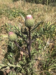 Cirsium quercetorum