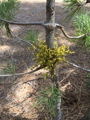 Arceuthobium americanum