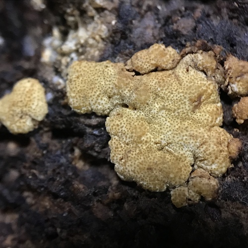 Trichoderma pulvinatum image