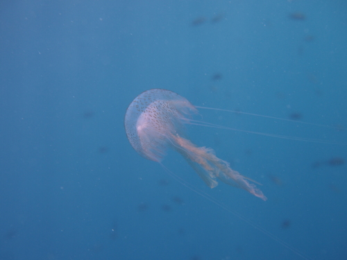 photo of Mauve Stinger (Pelagia noctiluca)