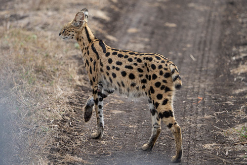 Serval