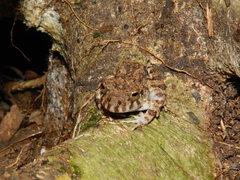 Oreobates quixensis
