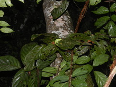 Anolis punctatus