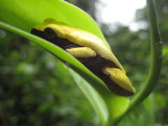 Dendropsophus leucophyllatus