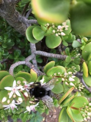Bombus terrestris canariensis
