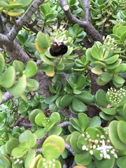 Bombus terrestris canariensis