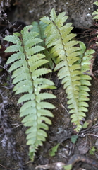 Polystichum manmeiense