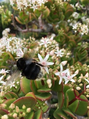 Bombus terrestris canariensis