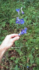 Delphinium alabamicum