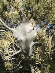 Malacosoma californica