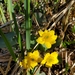 photo of Marsh Marigold (Caltha palustris)