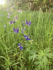 Delphinium trolliifolium