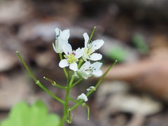 Cardamine flagellifera