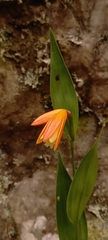 Sobralia crocea