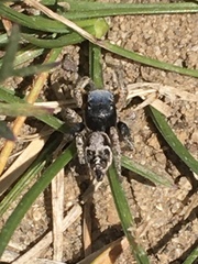 Habronattus captiosus