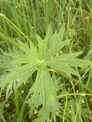 Delphinium trolliifolium